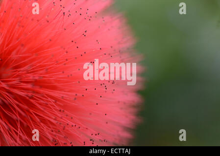 Ripresa macro di un rosso fiore mimosa presi in valle di Waimea, Hawaii Foto Stock