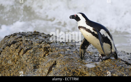 Ritratto di pinguino africano (Spheniscus demersus) al Boulder Foto Stock