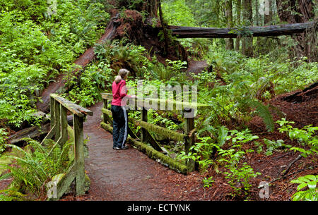 CA02566-00...CALIFORNIA - ponte sul torrente Webb sul ripido burrone Trail nel Monte Tamalpais State Park. Foto Stock