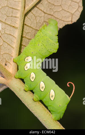 Pandora Sphinx Moth (Eumorpha pandorus) 4 caterpillar instar sull'uva selvatica. Foto Stock