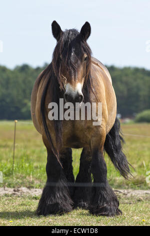 Cavallo in piedi di sole sul prato verde all'interno del recinto elettrico, guardando dritto fuori Foto Stock