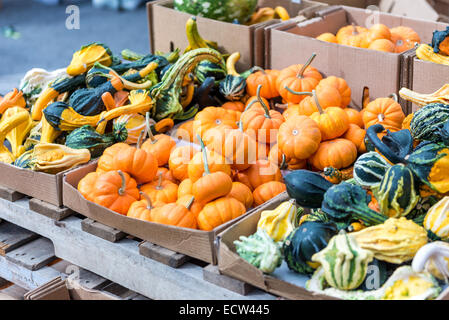 Zucche per vendita, alcuni giorni prima della festa di Halloween in un mercato di strada presso la Union Square Manhattan, New York City, NY, STATI UNITI D'AMERICA Foto Stock