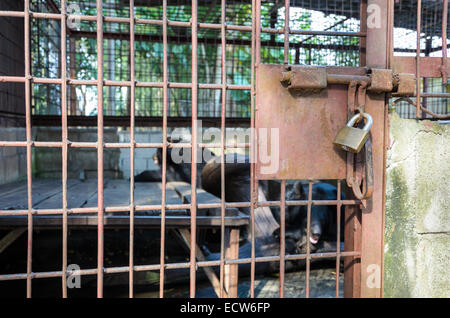 Gabbia di ferro utilizzati asiatici di detenzione Black Bear è bloccata con una chiave. Il problema illegale del commercio di specie selvatiche Foto Stock