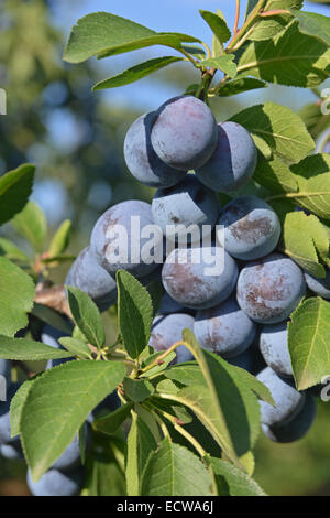 Gruppo di blu (viola) prugne ottenere mature sul ramo. Si tratta di un Prunus domestica subsp. insititia. Foto Stock