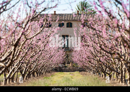 Peschi con fiore rosa nella parte anteriore di una tradizionale casa colonica (aka mas), Benissanet, provincia di Tarragona Catalogna Foto Stock