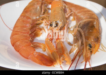 Crostacei tipici del Mare Mediterraneo: materie imperial scampi Foto Stock