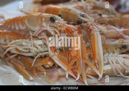 Crostacei tipici del Mare Mediterraneo: materie scampi Foto Stock