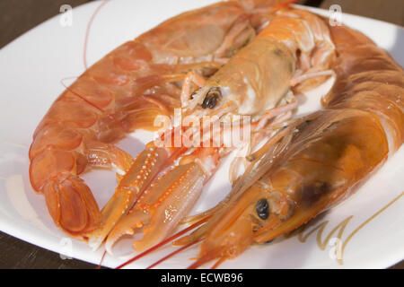 Crostacei tipici del Mare Mediterraneo: materie imperial gamberi Foto Stock