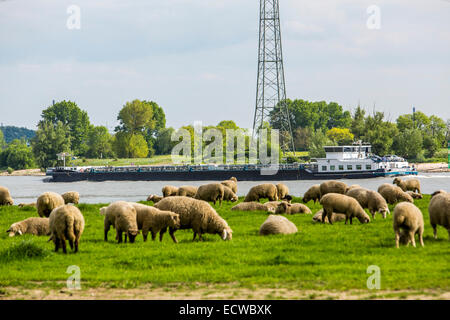 Gregge di pecore e un prato lungo il fiume Reno, su una sorta di argine, Duisburg, Germania Foto Stock