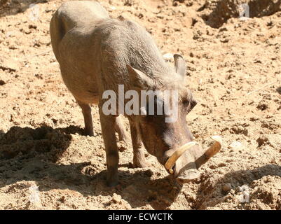 Close-up di un maschio nord africana warthog (Phacochoerus africanus africanus) con grandi zanne Foto Stock