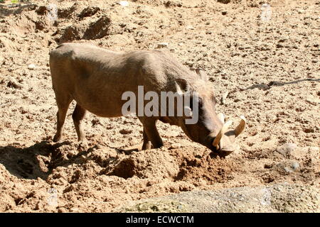 Maschio warthog africana (Phacochoerus africanus) con grandi zanne Foto Stock