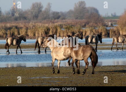 Combattimenti maschio cavalli Konik in zone umide costiere dell'Area Lauwersmeer Riserva Naturale, Friesland, nel nord dei Paesi Bassi Foto Stock