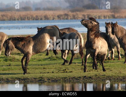 Combattimenti maschio cavalli Konik in zone umide costiere dell'Area Lauwersmeer Riserva Naturale, Friesland, nel nord dei Paesi Bassi Foto Stock