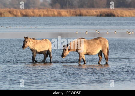 Due polacchi cavalli primitivi a.k.a. Cavalli Konik nell'Area Lauwersmeer Riserva Naturale, Friesland, nel nord dei Paesi Bassi Foto Stock