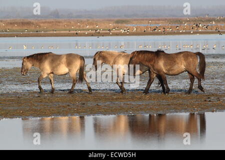 Polacco cavalli Konik in Area Lauwersmeer National Park, Friesland, nel nord dei Paesi Bassi, lapwings decollare in background Foto Stock