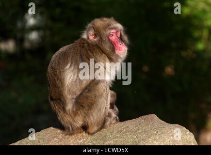 Macaque giapponese o la neve di scimmia (Macaca fuscata) in posa su una roccia sotto la luce diretta del sole Foto Stock