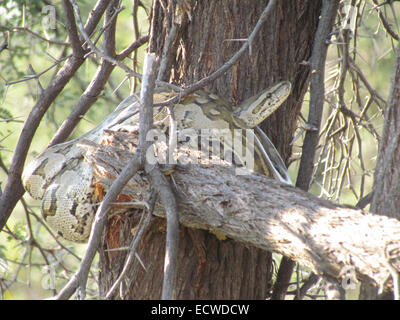African rock python sebae sebae Foto Stock