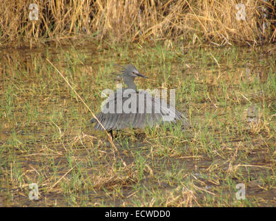 Airone nero Egretta ardesiaca noto anche come airone nero. Foto Stock