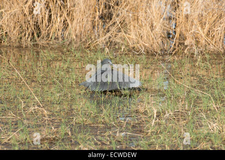 Airone nero Egretta ardesiaca noto anche come airone nero. Foto Stock