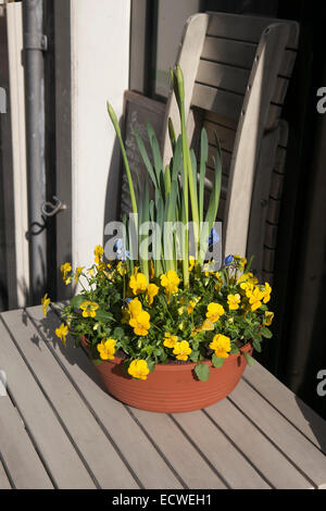 In canarie violetta, montane violetto giallo, giallo viola Montane nel piatto sul tavolo in street cafe Foto Stock