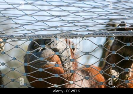 Let me out. Orango in zoo di Madrid Foto Stock