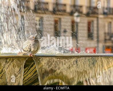 Pigeon sulla Fontana dispone di una vasca da bagno . Foto Stock