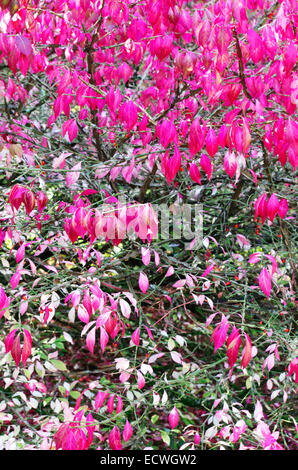 Euonymus alatus ( alato albero mandrino ) in autunno, REGNO UNITO Foto Stock