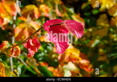 Parrotia persica ( Persiano Ironwood ) in autunno Foto Stock