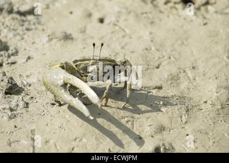 Un marrone Fiddler Crab Foto Stock
