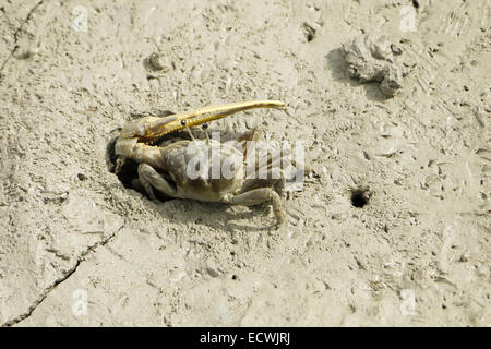 Un marrone Fiddler Crab Foto Stock