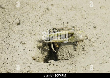 Un marrone Fiddler Crab Foto Stock