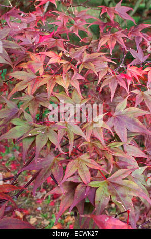 Acer palmatum 'Bloodgood' acero giapponese Foto Stock
