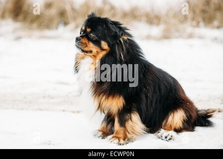 In bianco e nero e colori marrone Pekingese Peke Pekinese cucciolo cucciolo di cane seduto sulla neve Foto Stock