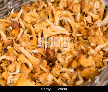 Fungo chanterelle Foto Stock