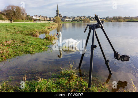 Cigno sul fiume Tweed a Kelso, Scozia, con telecamera montata su un treppiede in piedi in acqua, l'angolo basso (Uni-Loc) Foto Stock