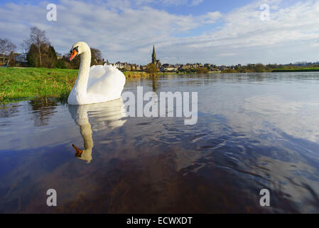 Cigno sul fiume Tweed a Kelso, Scozia, Foto Stock