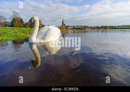 Cigno sul fiume Tweed a Kelso, Scozia, Foto Stock