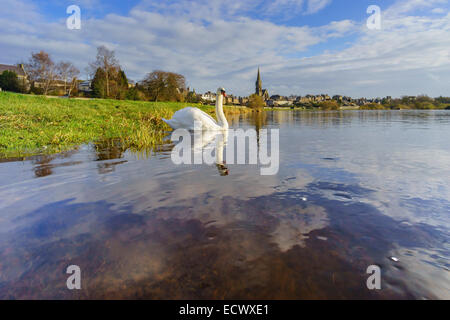 Cigno sul fiume Tweed a Kelso, Scozia, Foto Stock