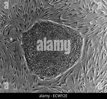 Di cellule staminali embrionali umane colonia. Foto Stock