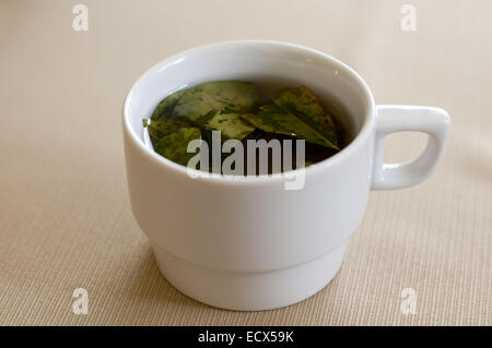 La famosa foglia di coca tea utilizzato per la medicina Foto Stock