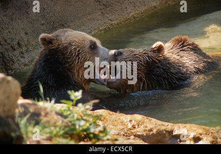 Orso bruno Ursus arctos, Ursidae, il Giardino Zoologico di Roma, Italia Foto Stock