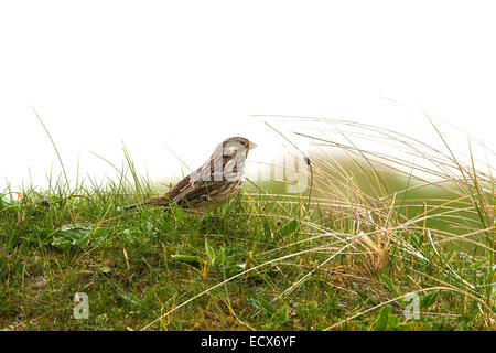 Corn Bunting Emberiza calandra adulto arroccato su una sabbia erbose-duna il North Uist Foto Stock