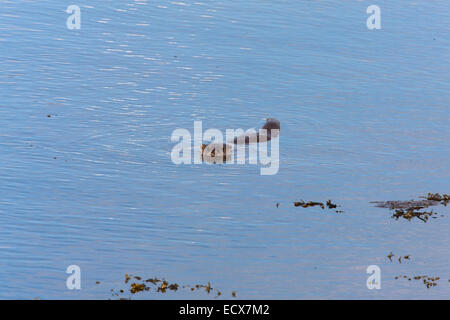 Lontra Lutra lutra piscina per adulti in loch a Lochmaddy Foto Stock