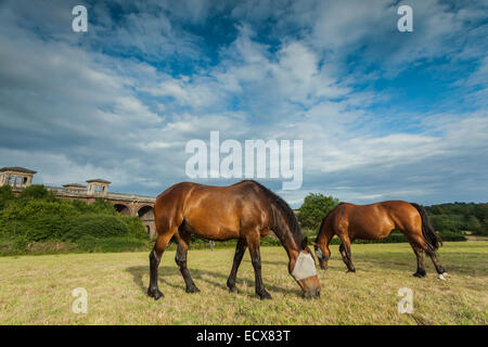 Cavalli al pascolo vicino Ouse viadotto, Balcombe, West Sussex, in Inghilterra. Foto Stock