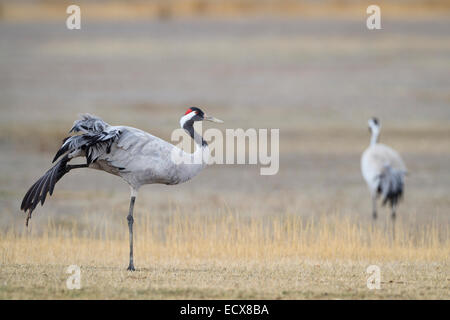 Eurasian / comune gru (grus grus) in piedi su una gamba sola e stirando la sua ala. Laguna di Gallocanta. Provincia di Saragozza. Spagna. Foto Stock