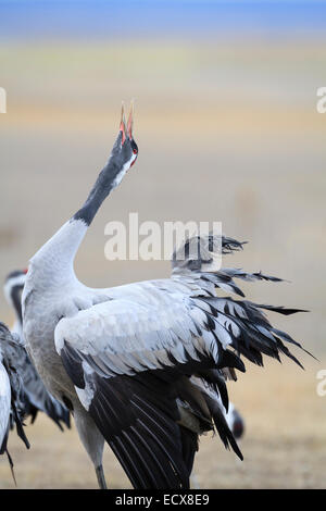 Eurasian / comune gru (grus grus) visualizzazione. Laguna di Gallocanta. Provincia di Saragozza. Aragona. Spagna. Foto Stock