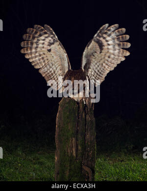 Wild Allocco (Strix aluco) lo sbarco sul ramo di notte nel Warwickshire bosco con vole Foto Stock