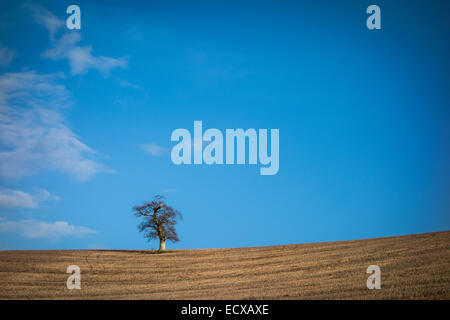 Albero solitario sulla collina invernale Foto Stock