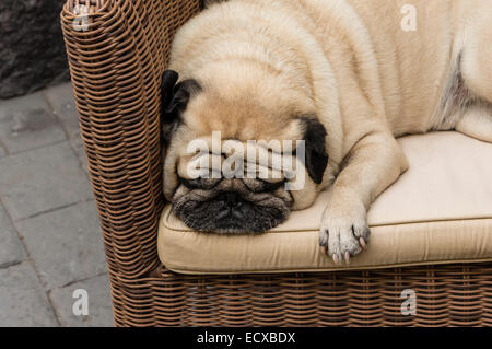 Tenerife - pug cane dorme. Foto Stock