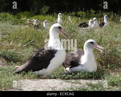 La sapienza, la più antica a bande di uccelli selvatici tende al suo uovo con il suo compagno Novembre 21, 2013 su atollo di Midway National Wildlife Refuge. Ogni anno la Laysan albatross ritorna al nido e sollevare i suoi pulcini. sul rifugio, home al 70% di tutto il mondo Laysan Albatross e la più grande colonia degli Albatross specie nel mondo. Foto Stock